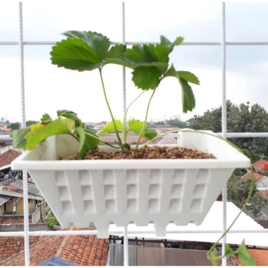 Pot Argo 02, pot dinding, pot tempel, panjang 25 cm, tanaman merambat