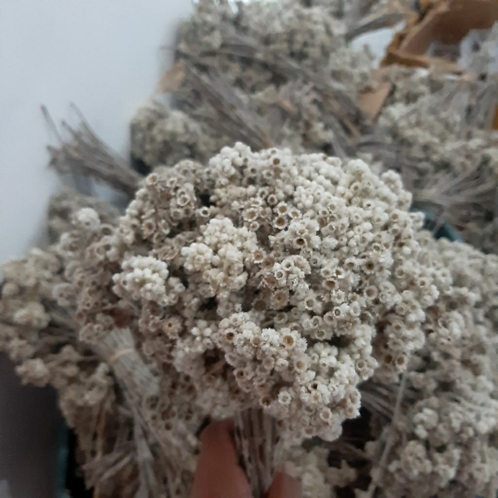(Ecer) Bunga Edelweis/Bunga Kering Edelweis