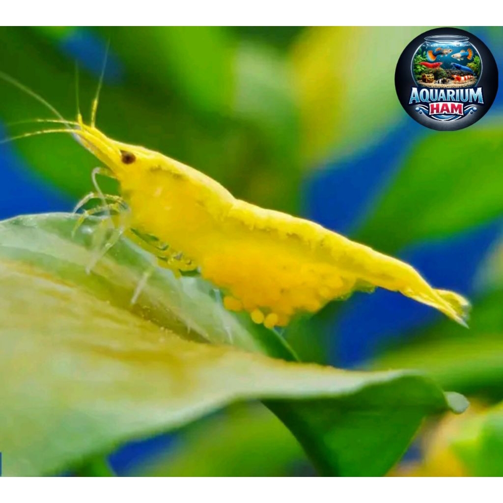 hiasan aquarium udang hias yellow indukan