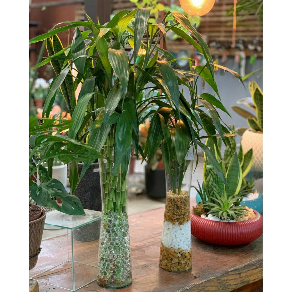 Tanaman hias bambu Hoki ijo - tanaman Sri rejeki