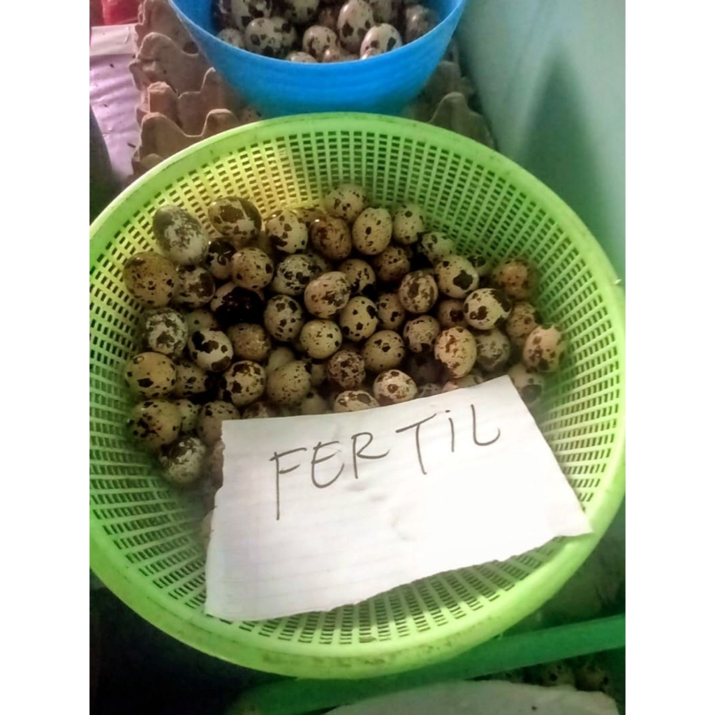 TELUR PUYUH FERTIL