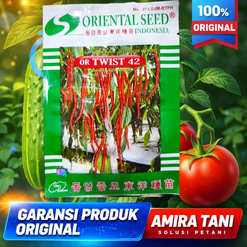OR TWIST 42 Benih cabai merah keriting original