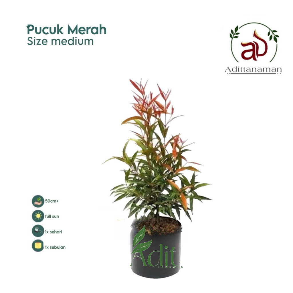 ( mp 4 ) Tanaman Hias Pucuk Merah / Pohon Pucuk Merah Hiasan Taman Bunga Hias Hidup Pucuk Merah