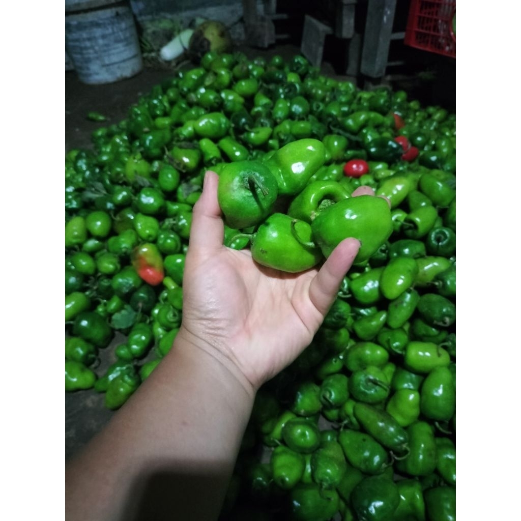 cabai gendot, lombok dieng