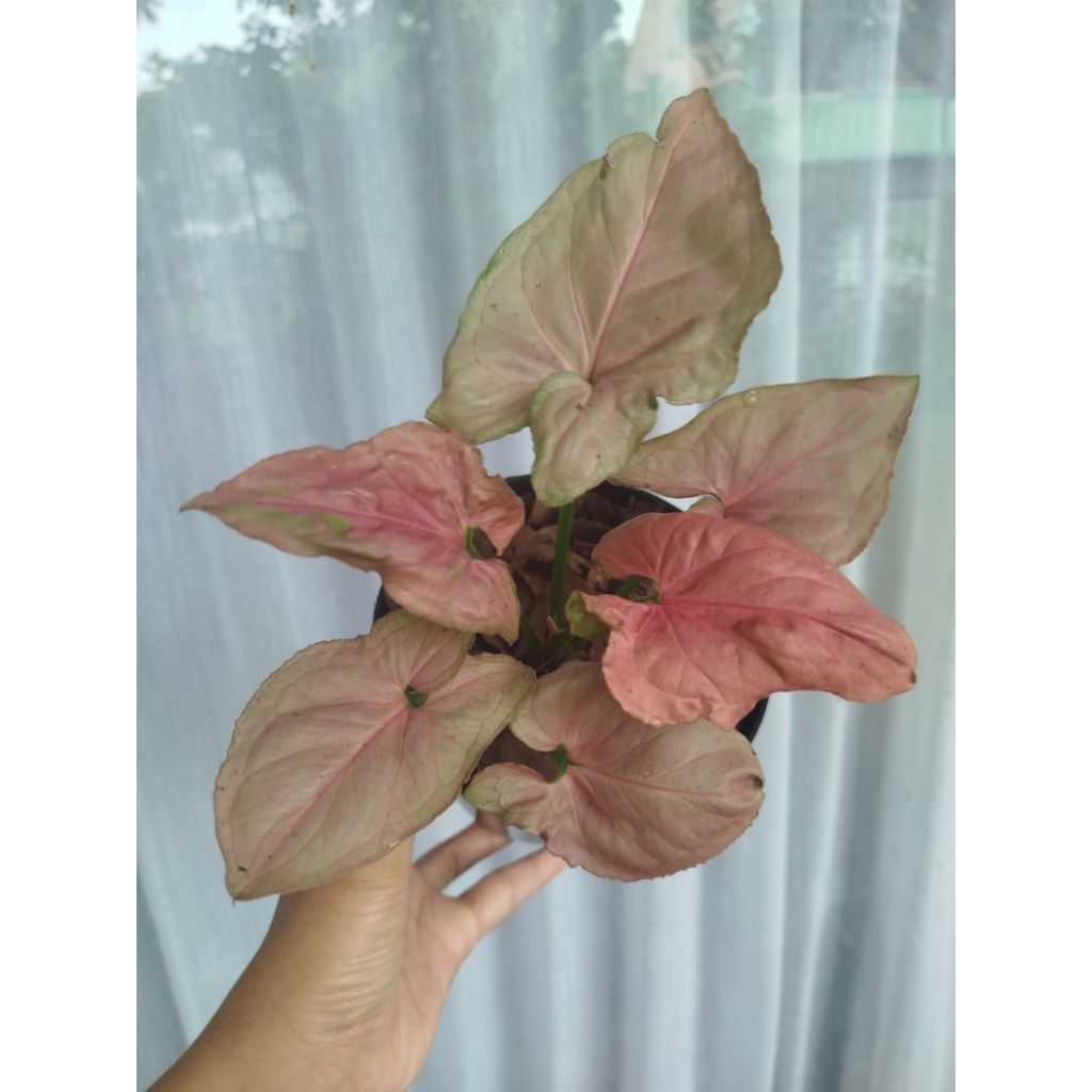 Syngonium Pink Perfection