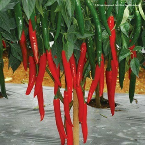 5 Benih Biji Cabe Besar PILAR F1