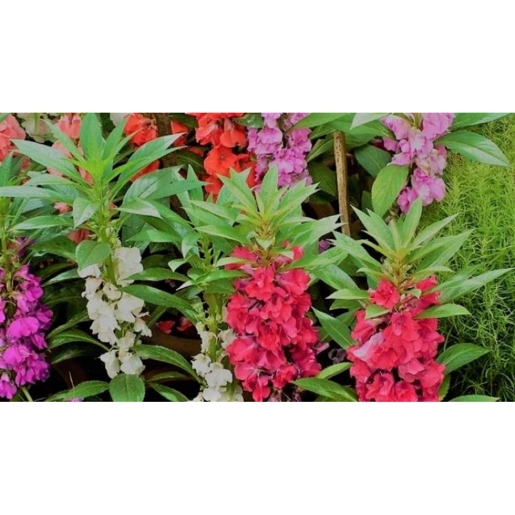 200butir biji,bibit bunga pacar air,bunga pihong bunga pecah,rose balsamina merah tumpuk kelopak maw