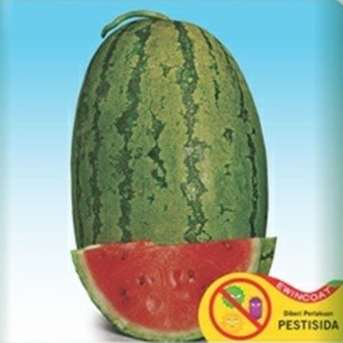 2 Benih Biji Semangka BAGINDA F1
