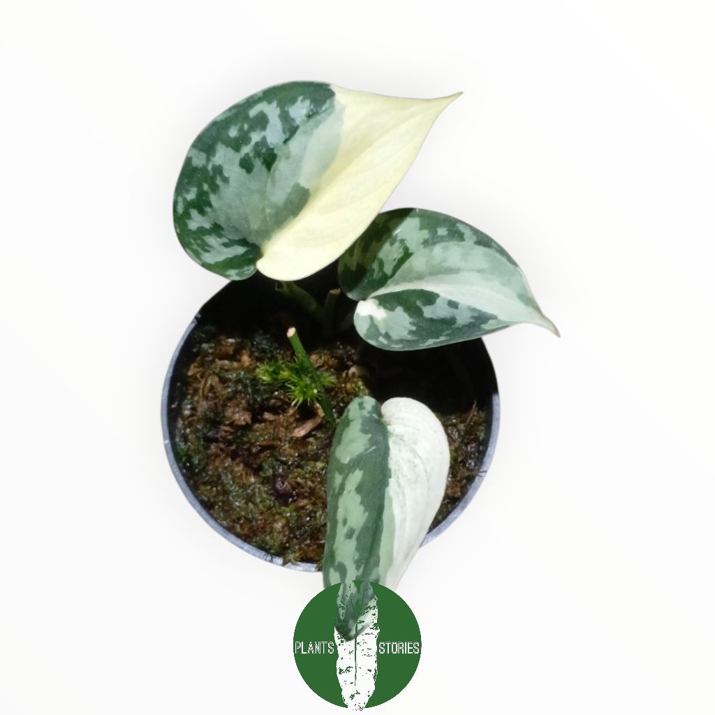 Scindapsus Mayari Variegated - Scindapsus Variegata - Mayari Variegata