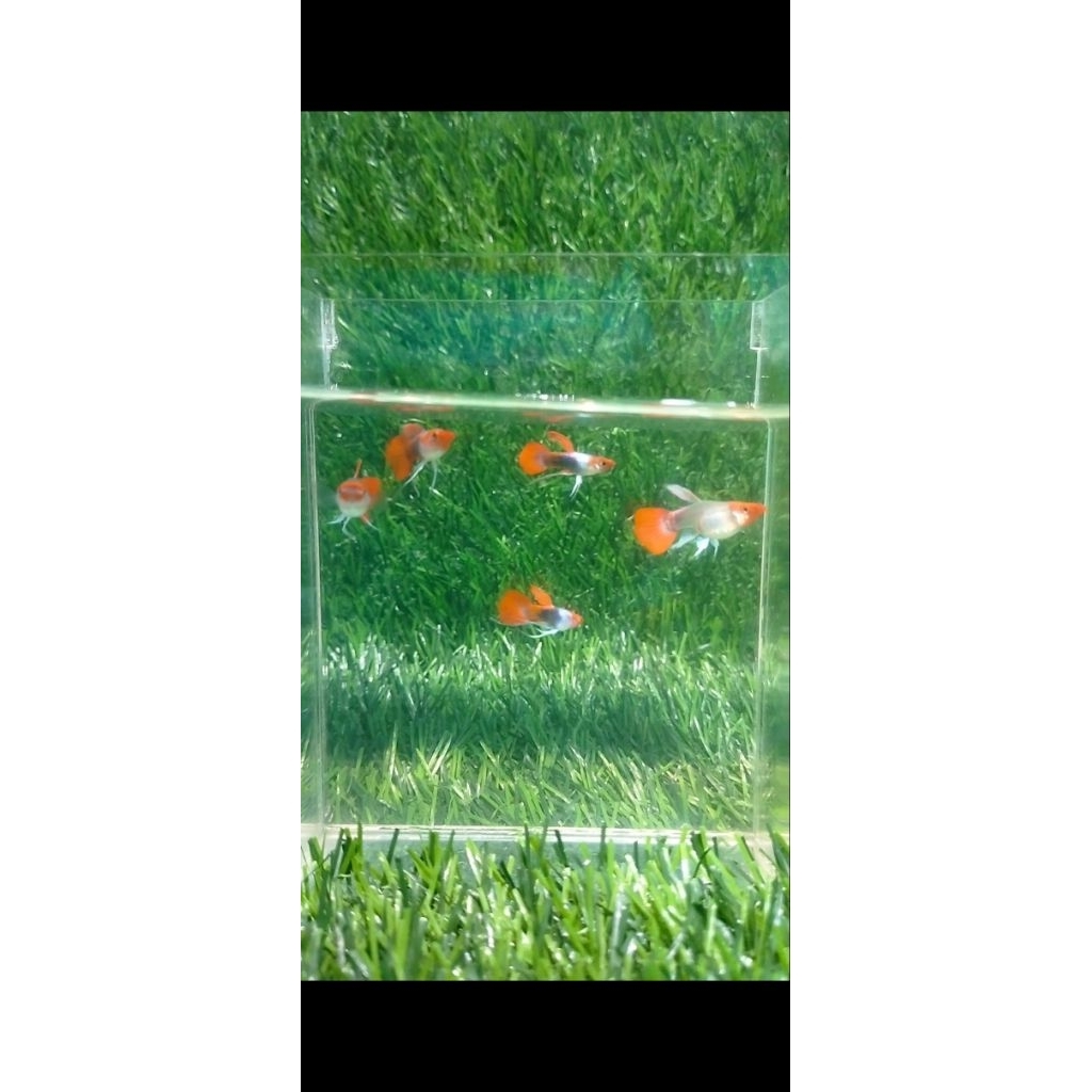 Hiasan aquarium guppy tuxedo koi ribbon sb