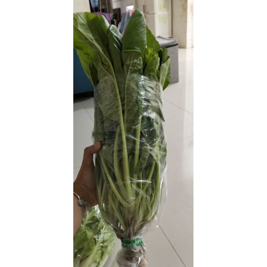 Sawi Caisim Hidroponik