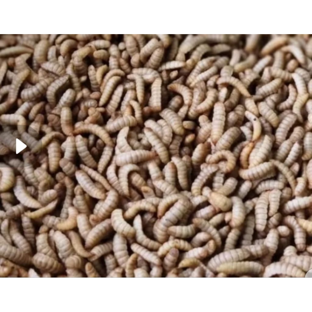 UNIQUE.PS-MAGGOT.BSF.100GRAM-HIDUP
