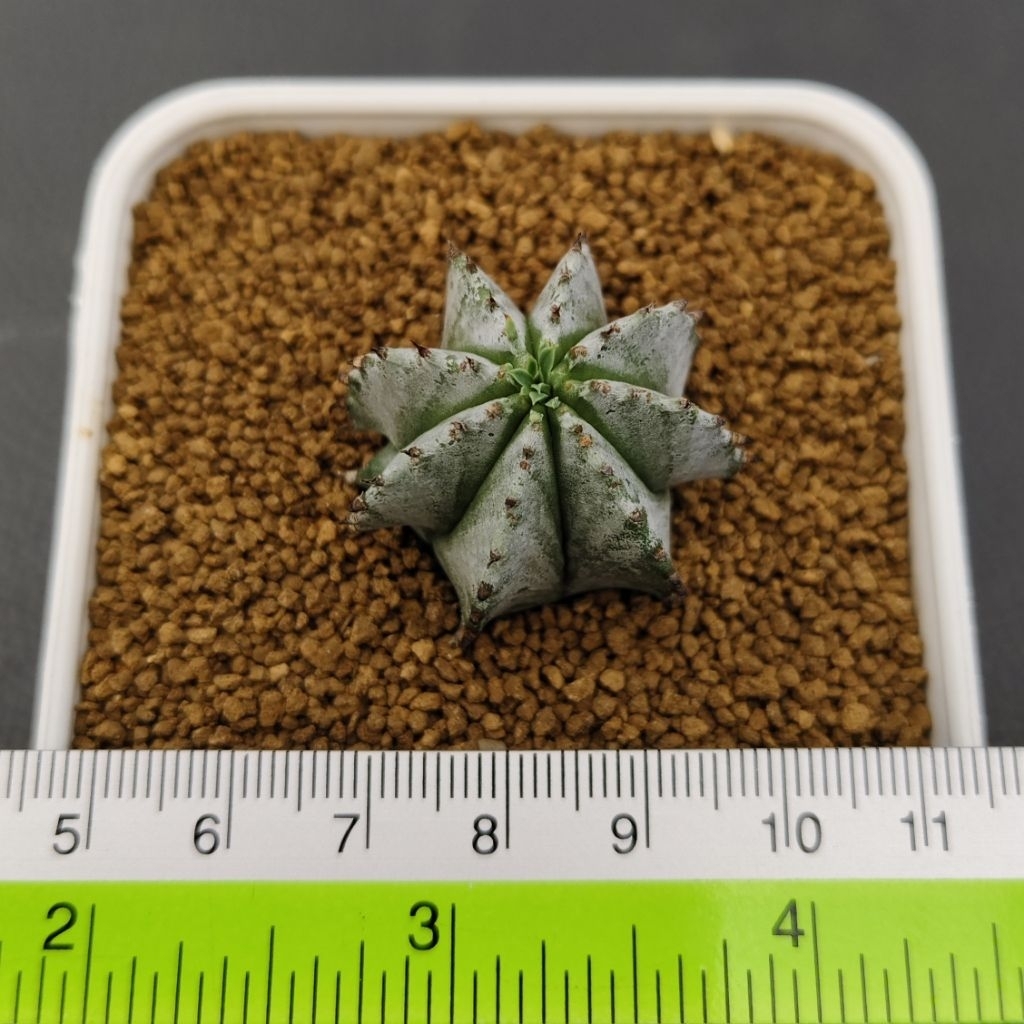 Tanaman Euphorbia horrida Alba dari Jepang