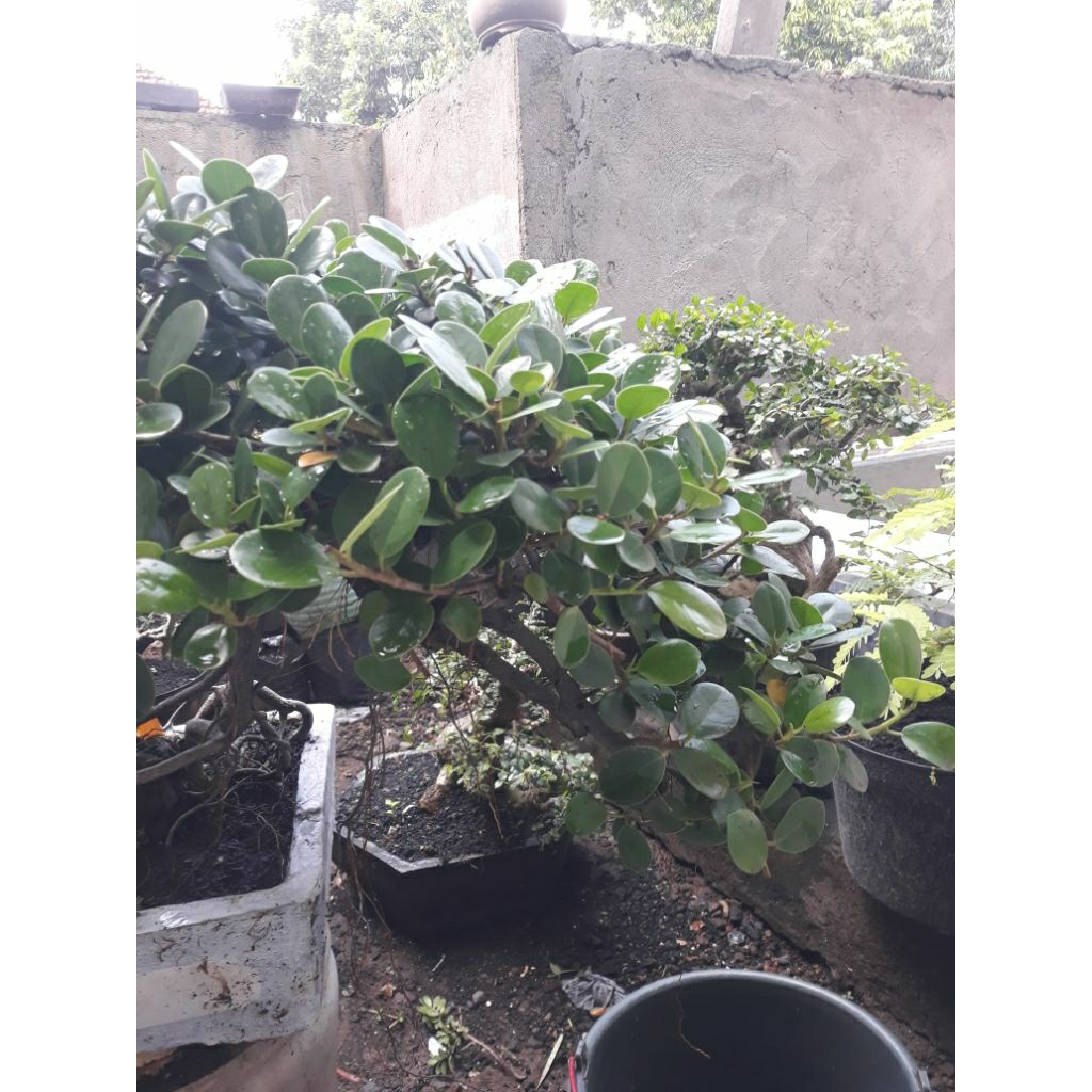 Bonsai Semi taman Dolar