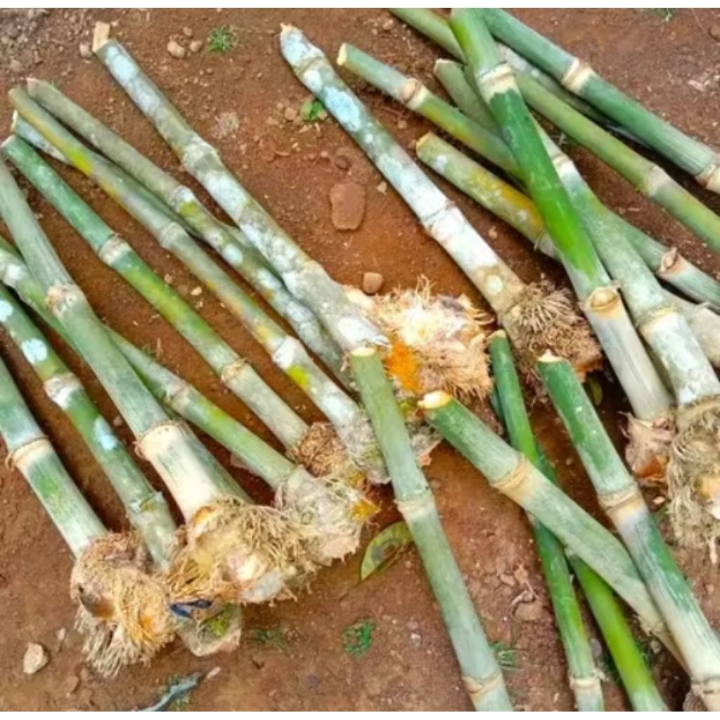 Bibit bambu petung asli jumbo siap tanam