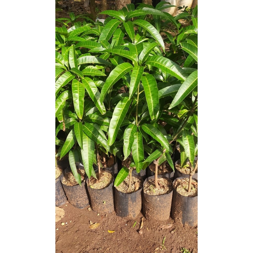 Bibit Mangga Yuwen-6