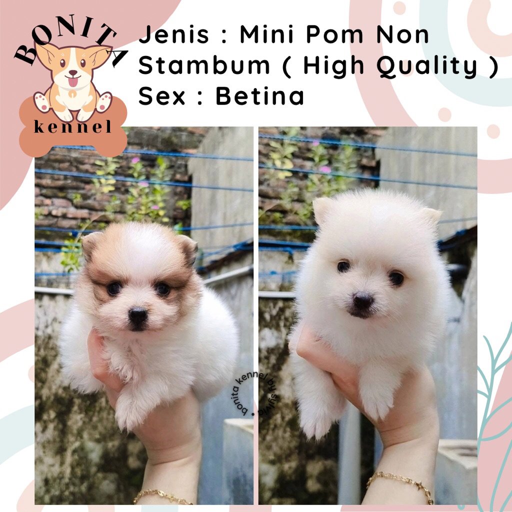 Particolor Mini Pom Non Stambum Snow White Sable Particolor Jantan Anak Anjing Minipom Mini Pomerani