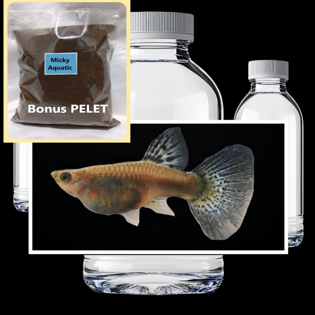 Blue Lace Female Bonus Pakan Pelet Guppy 5 Gram