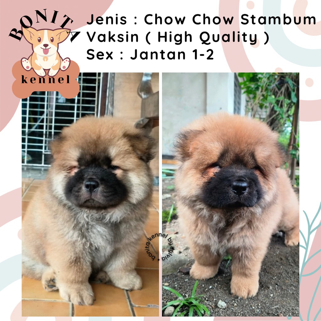 Chow Chow Stambum Anak Anjing Chow Chow Jantan Betina