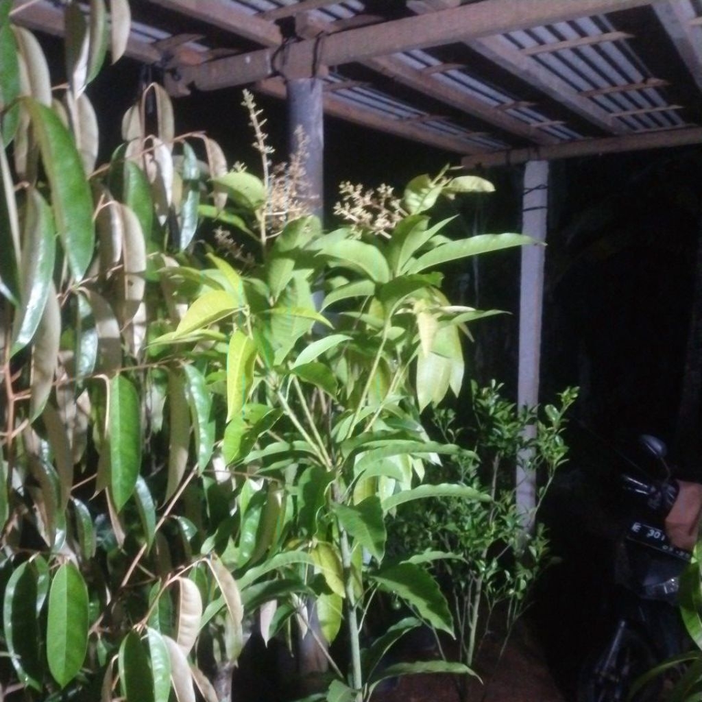 bibit mangga berbunga