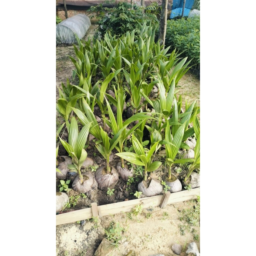 bibit kelapa hijau - kelapa dogan (kelapa muda)