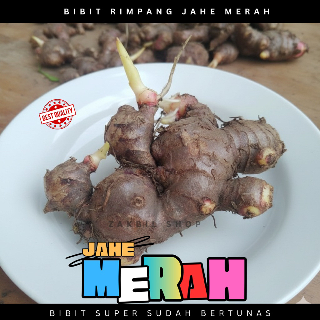 Bibit jahe merah super Jahe merah bertunas Bibit jahe merah Tua