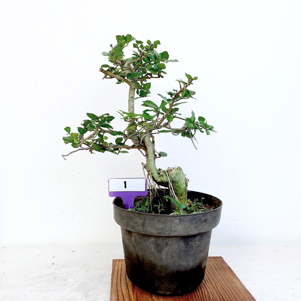 Bakalan bonsai Serut (Streblus Asper Lour) cantik siap pajang