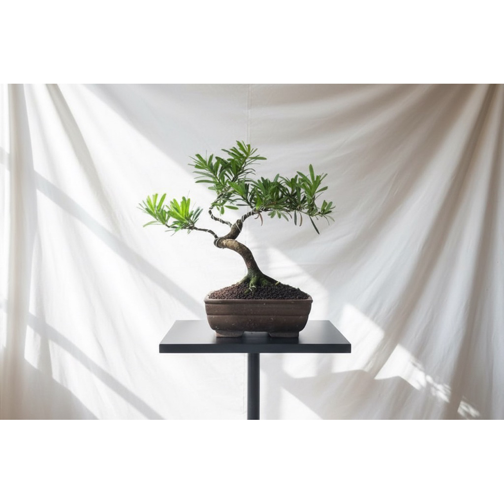Bonsai Lohansung Lidah Burung Small