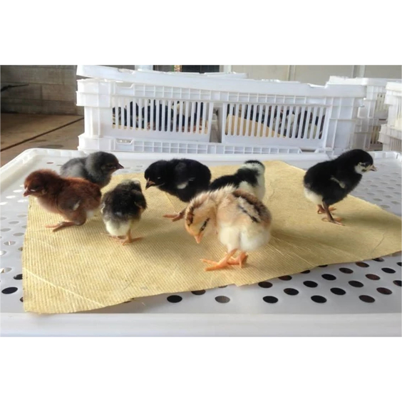 DOC AYAM KAMPUNG UNGGULAN KUB Umur 1-2 Minggu/ANAK AYAM KAMPUNG UNGGULAN KUB/DOC AYAM KAMPUNG JAWA/A