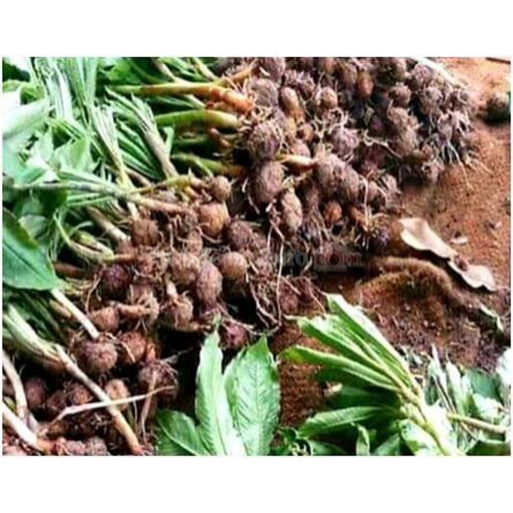 bibit umbi porang 1 kilo