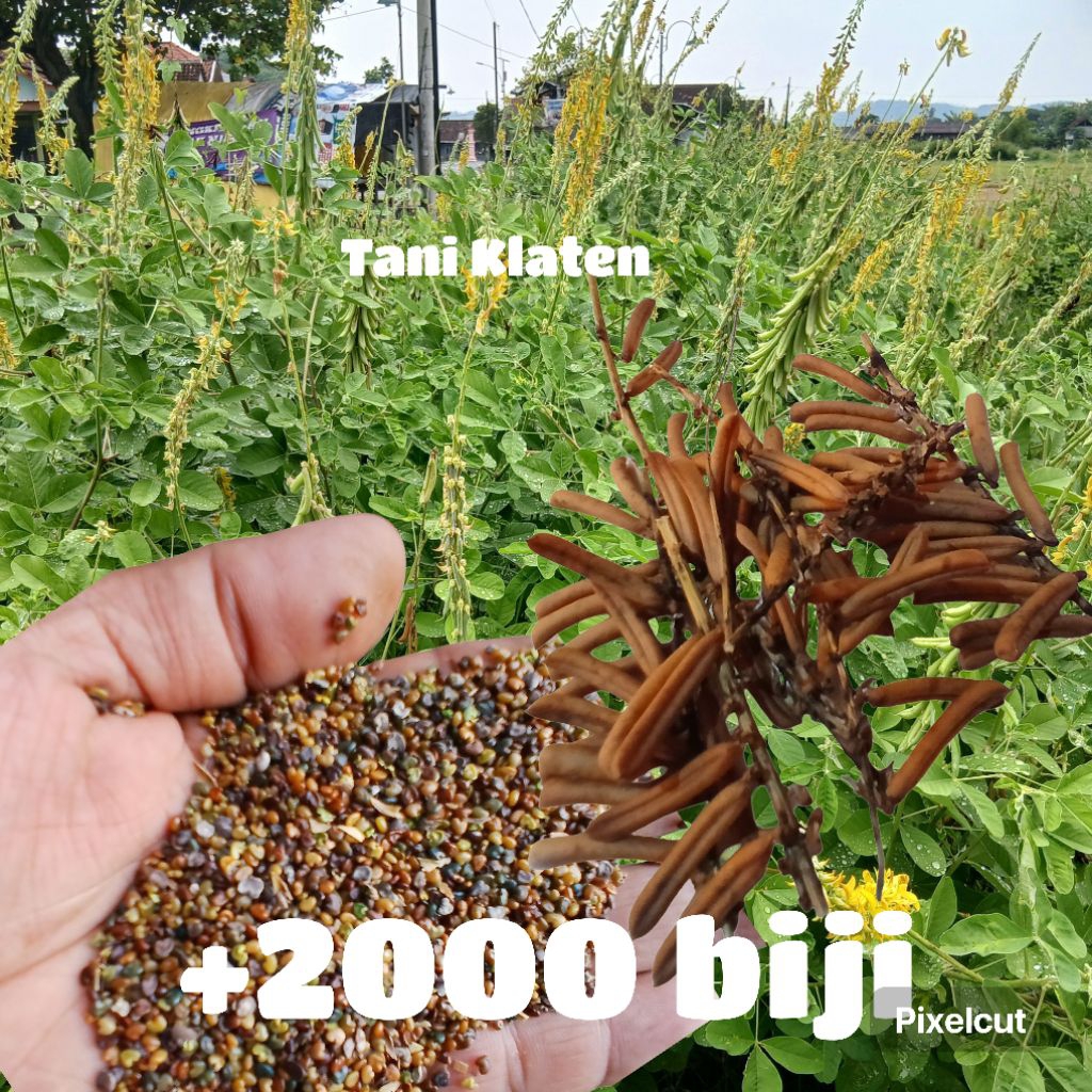 Benih Biji Orok Orok BibitTanaman Orok Orok / Eceng LCC Crotalaria Juncea Penyubur Tanah Pupuk Hijau