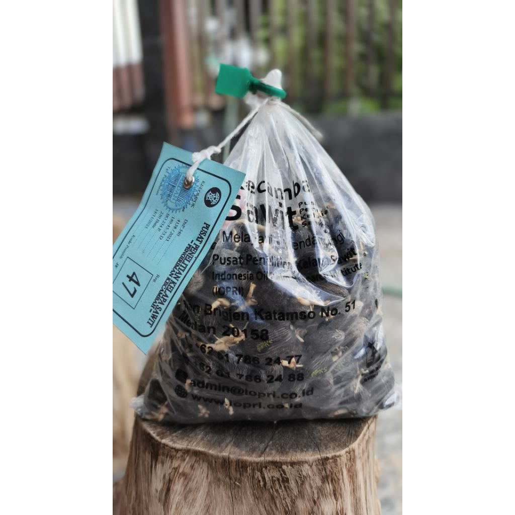 BENIH SAWIT PPKS YANGAMBI BERSERTIFIKAT LEGAL