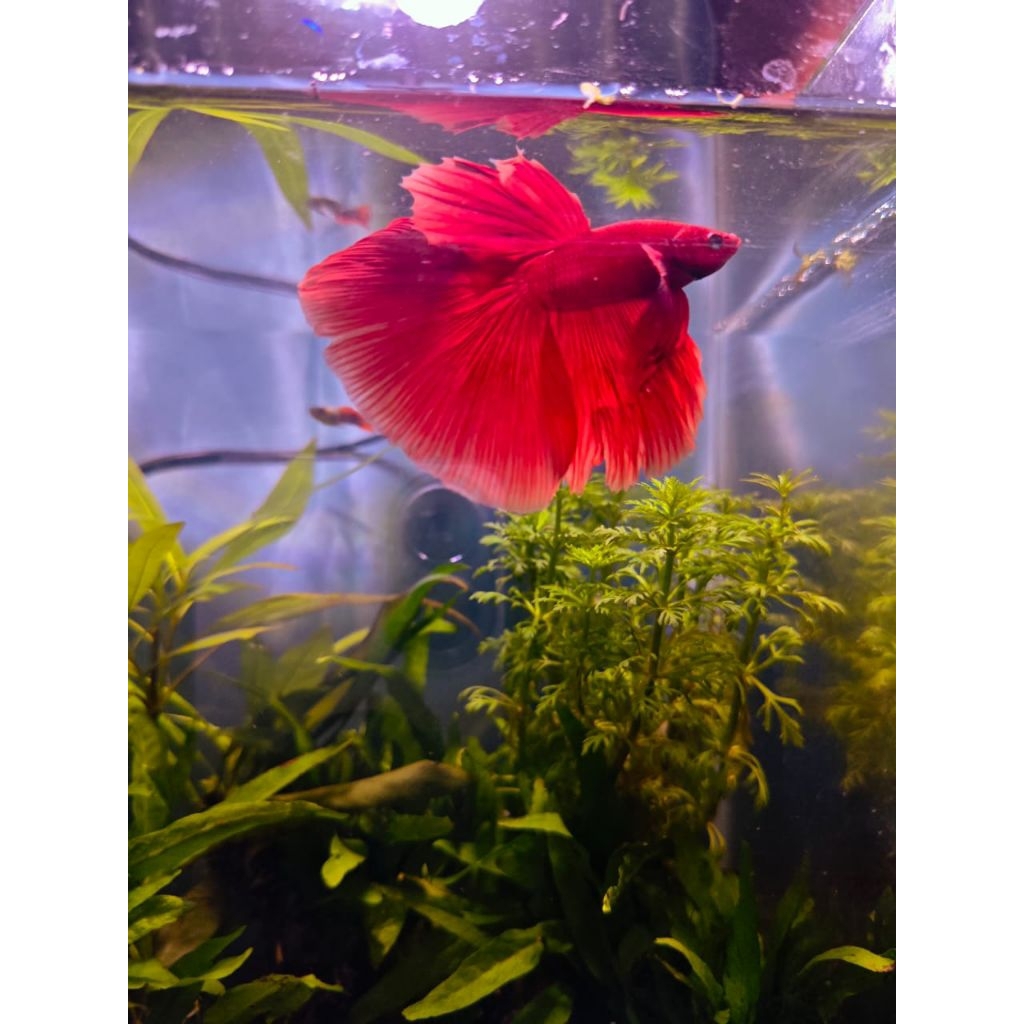 asesoris aquarium cupang