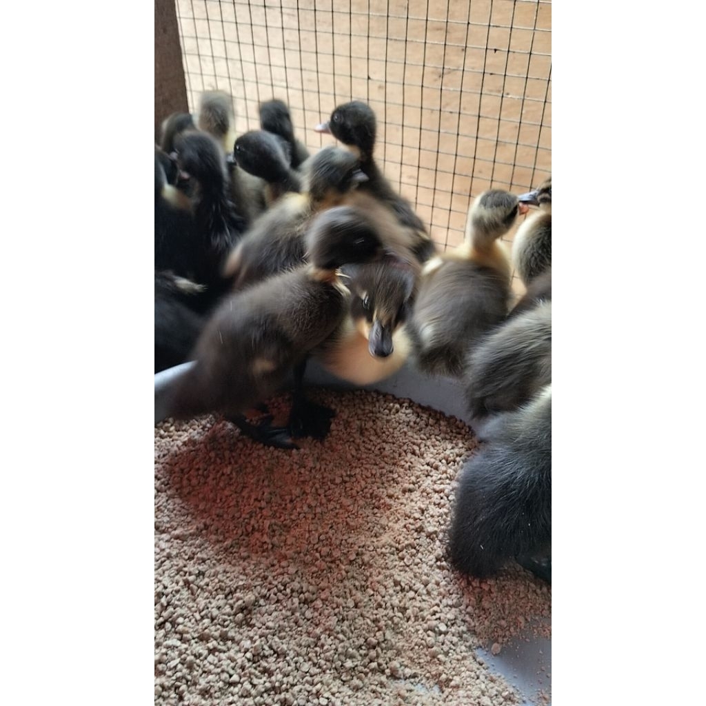 Bebek Hibrida Hidup - Bibit Bebek Hibrida Pedaging - Bibit Bebek Potong