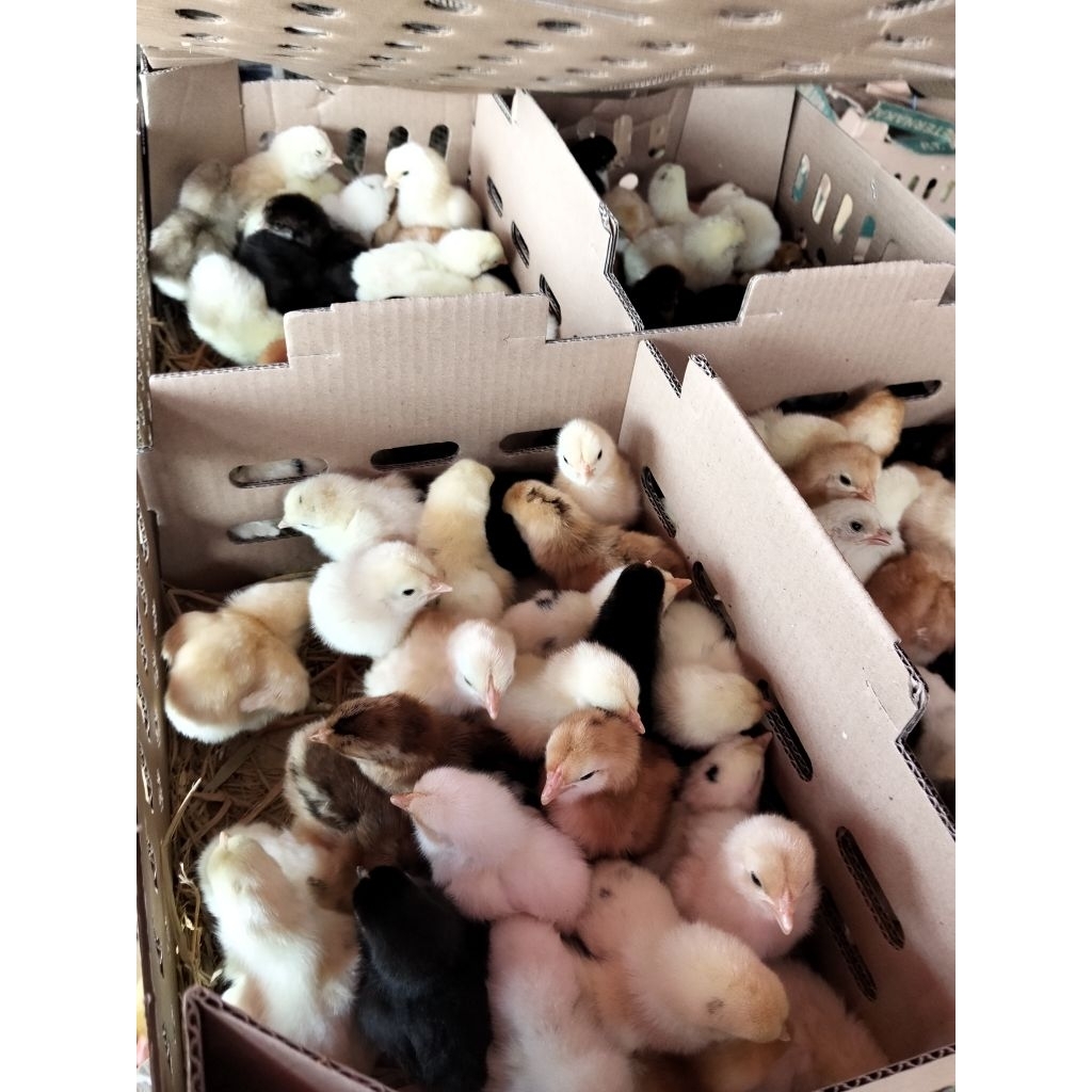 [1 Box ] Bibit Ayam Hidup - Kampung - Kub - Petelur - Ayam Arab - DOC Negeri Jantan - Boiler - Joper