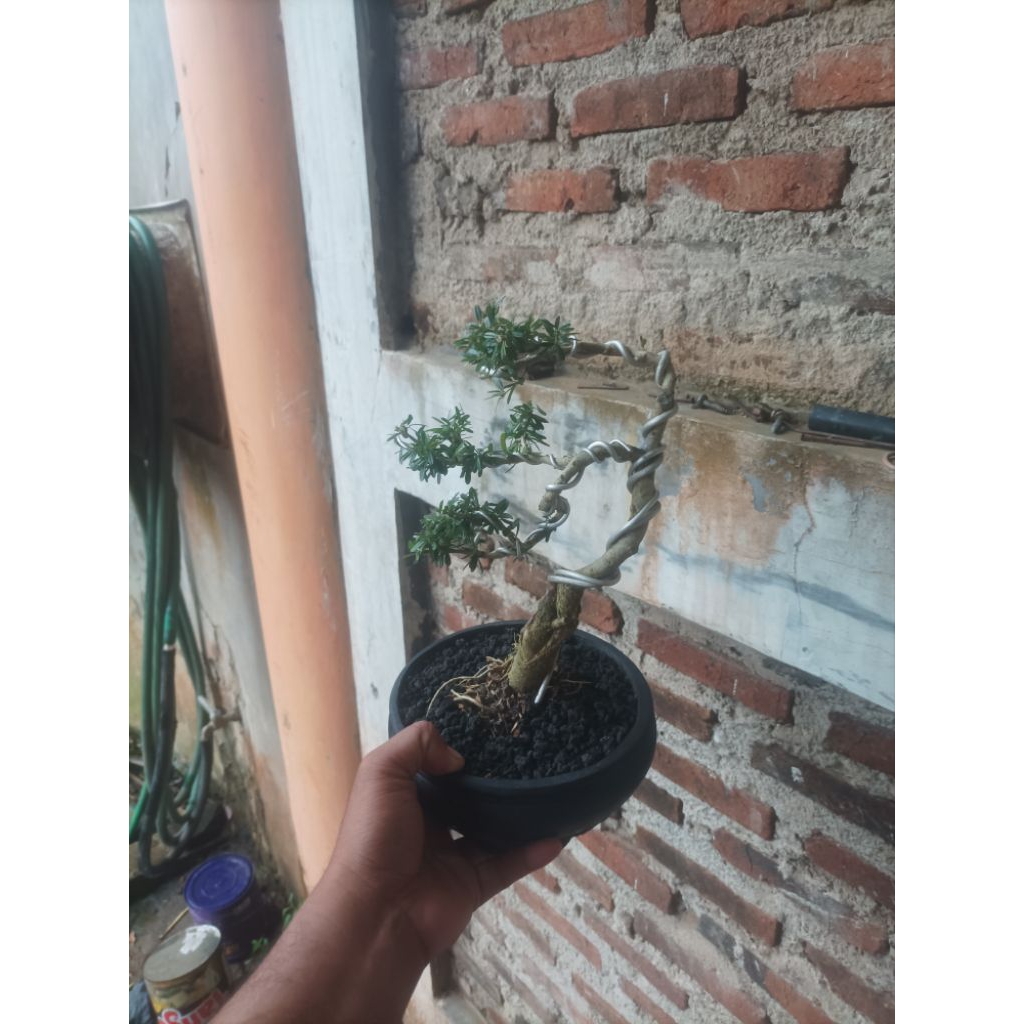 Saeng simbur super mikro vietnam