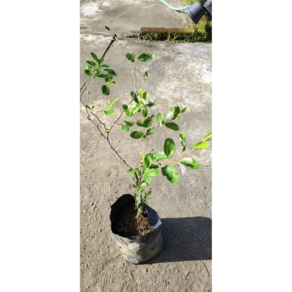 Bibit Apel Putsa, Apel India, Tanaman Apel Putsa