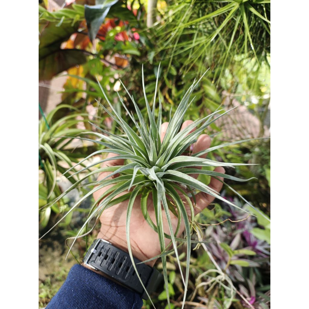 tillandsia houston