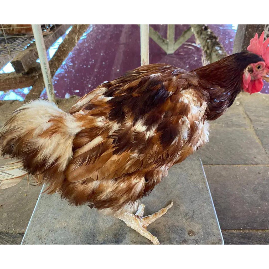 ayam merah potong bersih