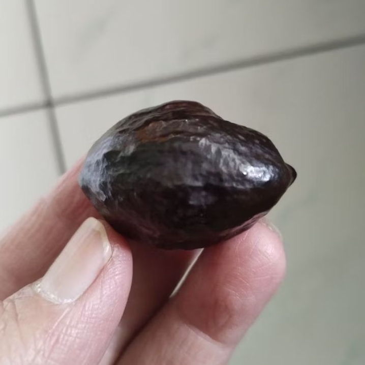 Kemiri Adu Muncang Adu Nyonyo ZT Ori Rel Urat Satu Tua Jatuhan