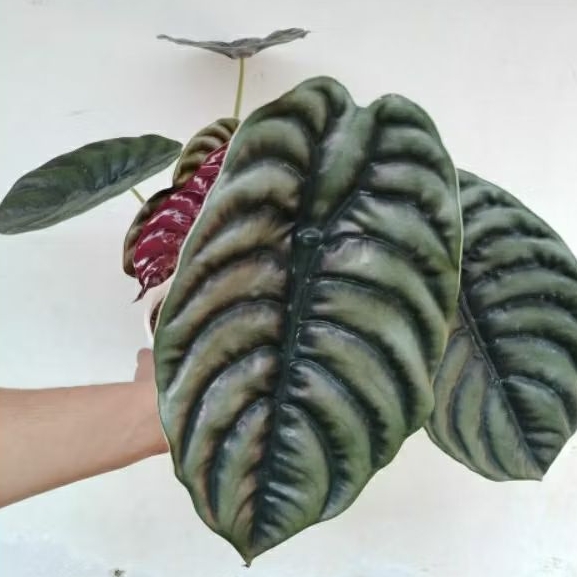 TANAMAN HIAS ALOCASIA CUPREA / ALOCASIA TENGKORAK / KELADI TENGKORAK