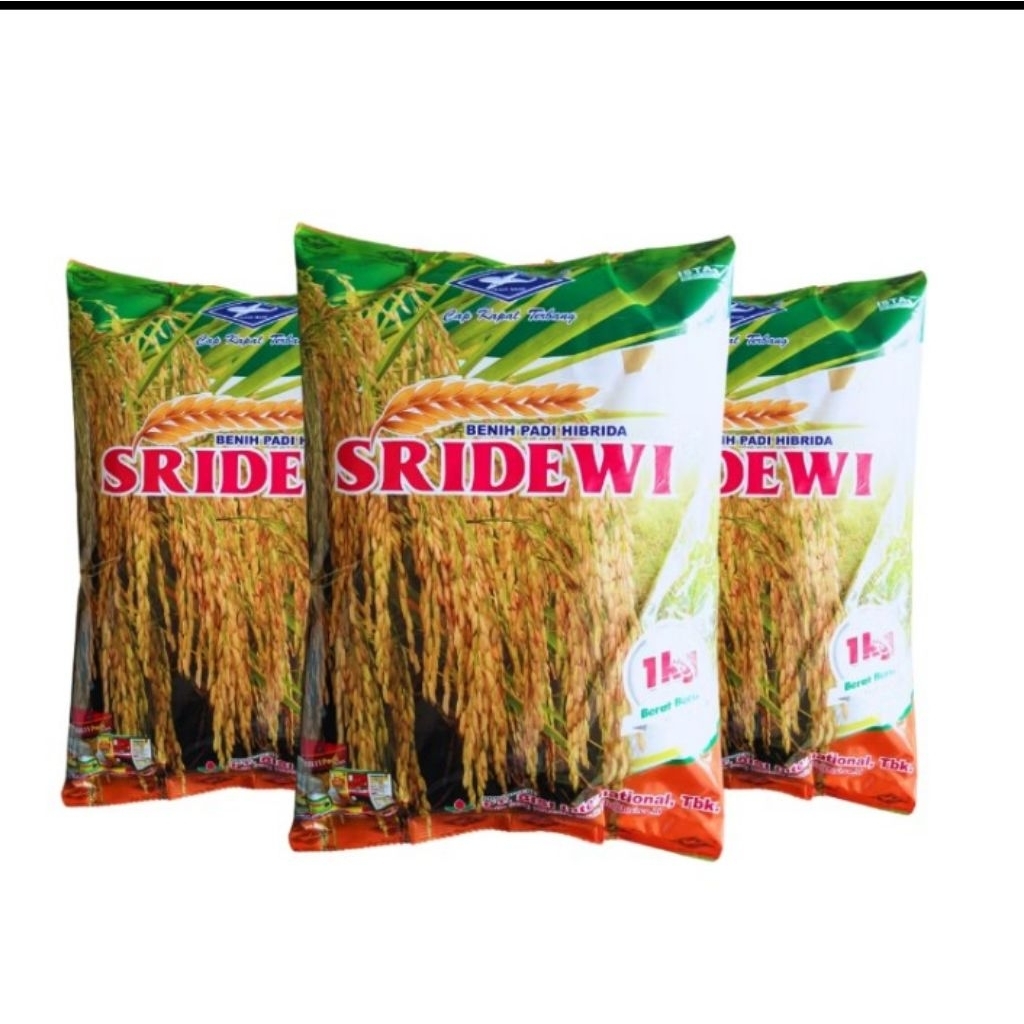 (5kg) BENIH BIBIT PADI SRIDEWI ORIGINAL SUPER BERKUALITAS