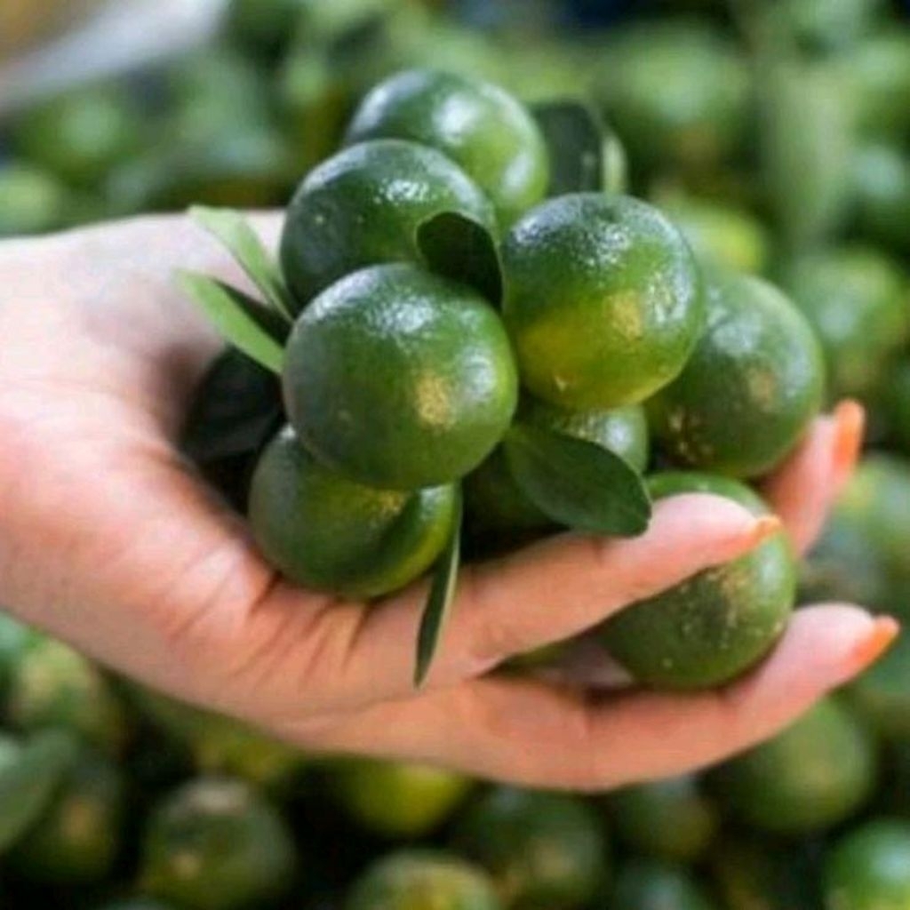 Bibit Jeruk Kunci | Jeruk Sonkit | Jeruk Kasturi | Kalamansi