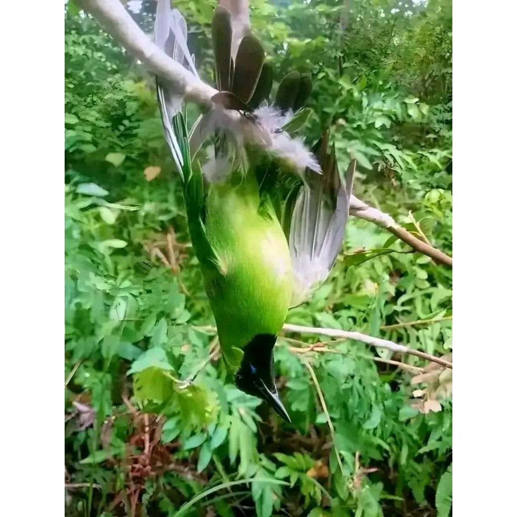 Getah bendo pulut burung 65gr.