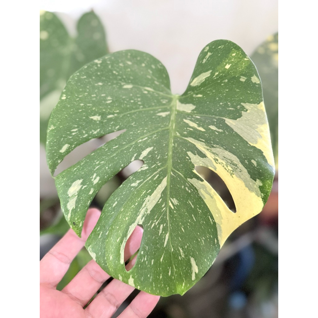 Monstera Thailand (monthai)