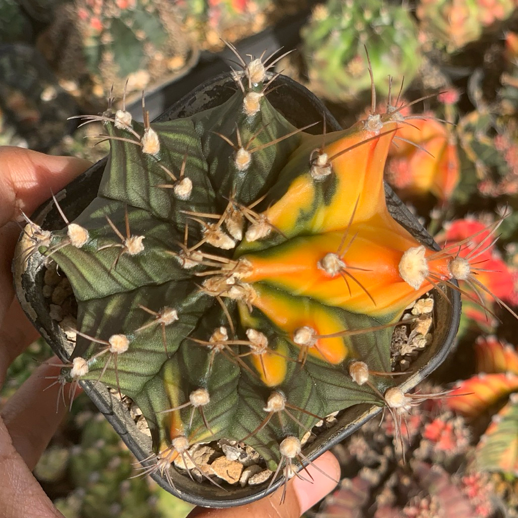 Gymno Miha Hybrid Var ( kaktus gymnocalycium mihanovichii varigata kaktus belajar tanaman hias hidup