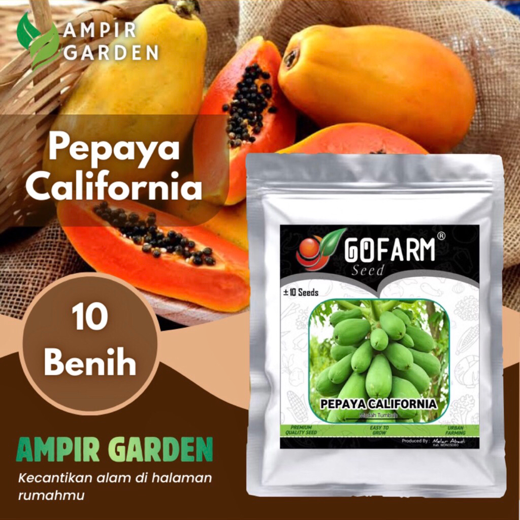 Benih PEPAYA CALIFORNIA Kemasan Premium GOFARM / Biji Tanaman Buah-buahan Pepaya Orange / Pepaya Jin