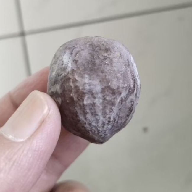 Kemiri Adu Muncang Adu Obral Anak MD Tua Jatuhan