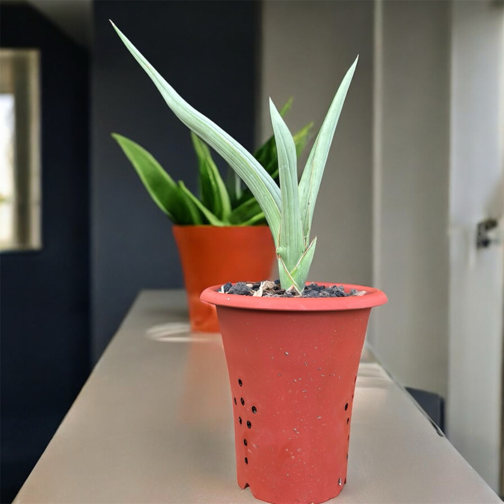 tanaman hias sanseviera  HYBRID DANCING DRAGON sansevieria sansevera sanseviera sensivera lidah mert