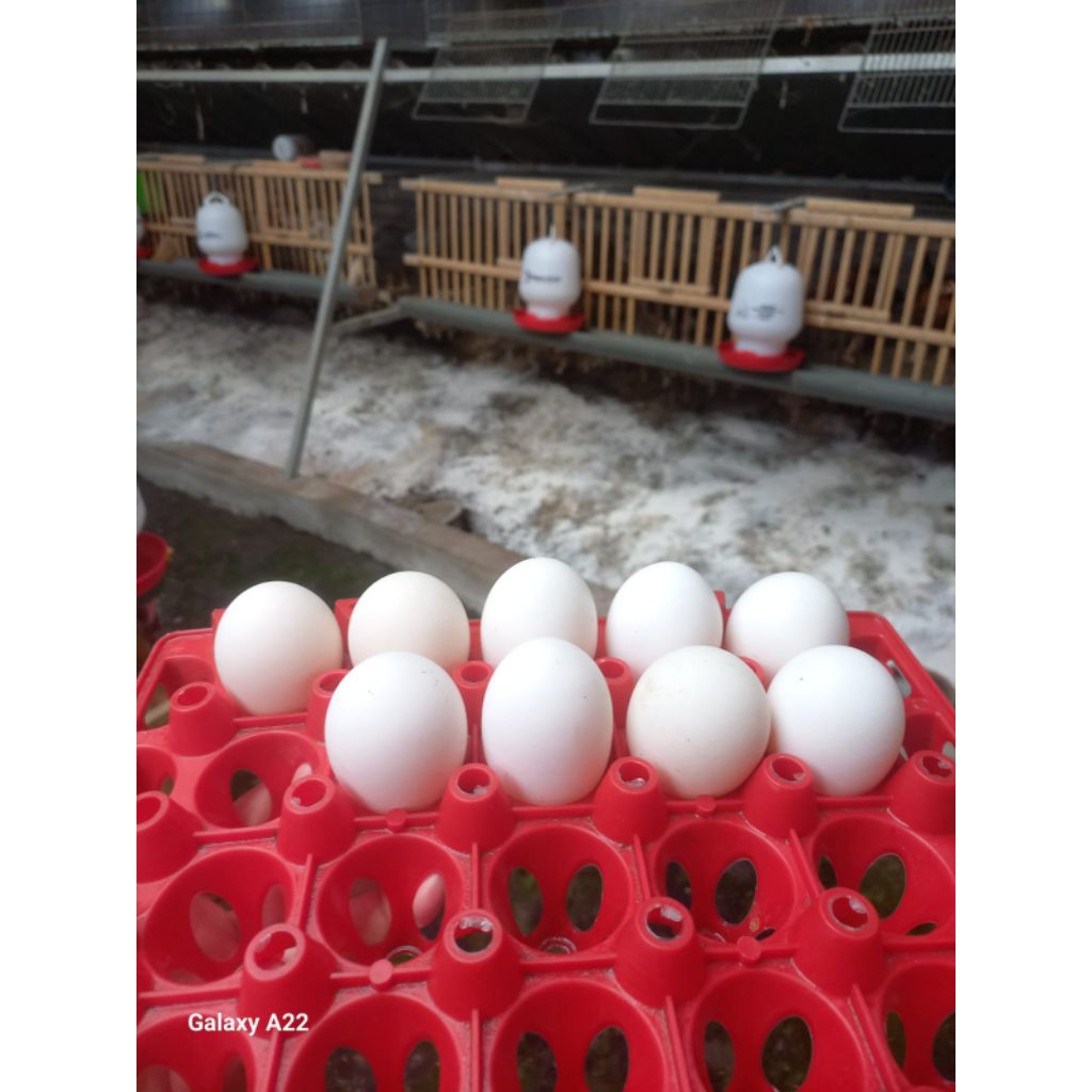 TELUR FERTIL AYAM WHITE LEGHORN
